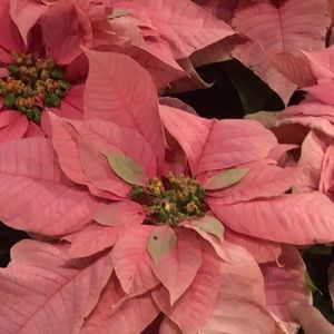 Meet your Posher, Karima